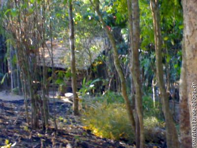 une cabane dans les bois